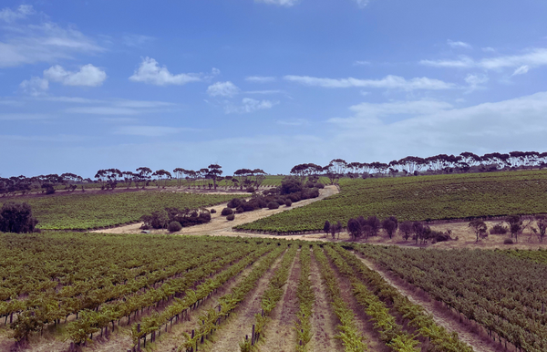 Organic wine grape harvest 2026